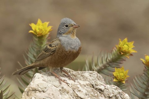Cretzschmar's Bunting (Emberiza caesia) male, Turkey