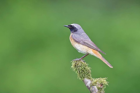 Redstart (Phoenicurus phoenicurus), male on a mossy branch, songbird, wildlife, Siegerland, North