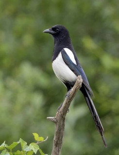 Eurasian Magpie (Pica pica), Lower Saxony, Germany