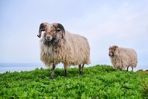 Domestic sheep (Ovis aries) 'Heidschnucke moorland sheep' on a meadow, Helgoland, Germany