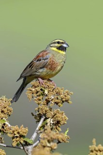 Cirl Bunting, (Emberiza cirlus), animals, birds, biotope, habitat, passerine bird, bunting family,