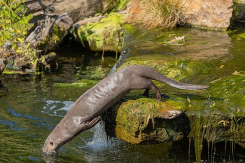 One giant otter or giant river otter (Pteronura brasiliensis) jumping down into the river from a