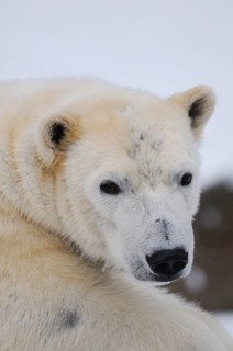 Portrait of a polar bear with an attentive expression against a snow-covered background, polar bear