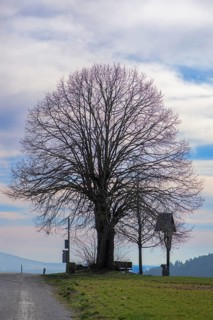 Leafless lime tree (Tilia) and Jesus cross, Bühl, Upper Franconia, Bavaria, Germany