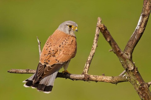 Common Kestrel (Falco tinnunculus) female perched on a branch, Subotica, Serbia