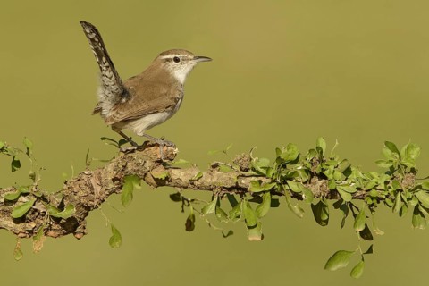 Bewick's Wren (Thryomanes bewickii), Texas, USA