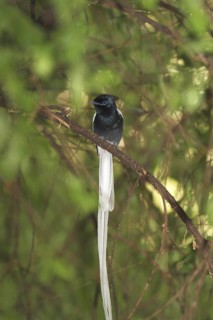 African Paradise Flycatcher (Terpsiphone viridis ferreti) male, white morph, Lake Baringo, Kenya
