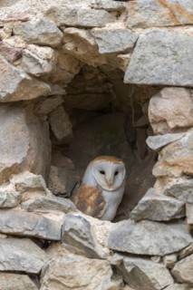 One barn owl (Tyto alba) sitting in a hole in a wall of a ruin of a monastery