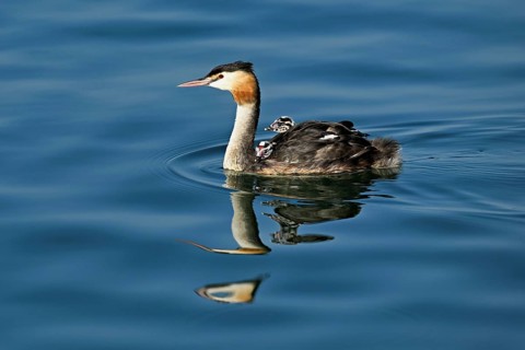 Great Crested Grebe (Podiceps Scalloped ribbonfish), with two chicks in plumage swimming in the