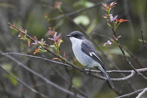 Fiscal Flycatcher (Melaenornis silens) Western Cape, South Africa