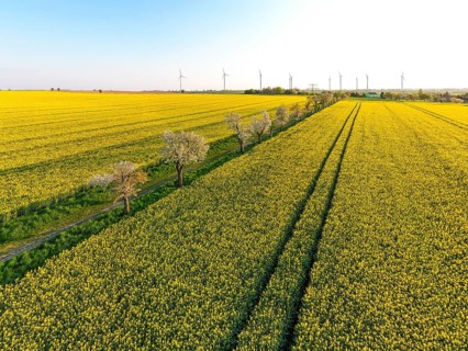 Alley with blossoming fruit trees between rape fields, aerial view in evening light, Wölkisch,