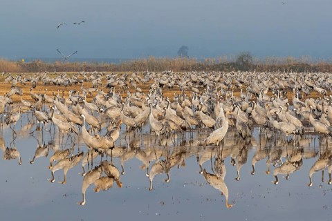 Kranich, Common Crane, Crane, Grus grus, Grue cendrée, Grulla Común, Mond, Moon