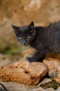 A charming gray cat with amber eyes explores a rocky terrain, showcasing its curious nature. The