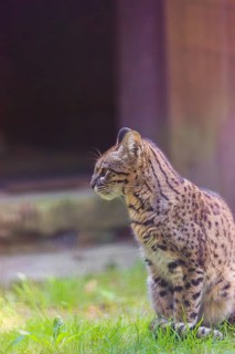 Portrait of a Geoffroy's cat (Leopardus geoffroyi)