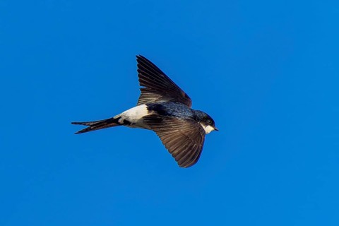 Bird hovering in the sky with outstretched wings, House Martin (Delichon urbicum, Syn.: Delichon