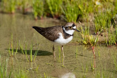 Little Ringed Plover (Charadrius dubius) Germany
