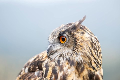 Portrait of an Eurasian eagle-owl (Bubo bubo), captive, Pyrenees, Catalonia, Spain