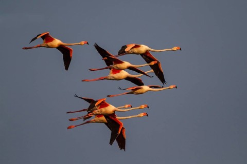 Greater Flamingo (Phoenicopterus roseus) flying, Greece