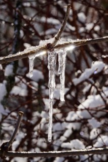 Wintertime, snow crystals, Saxony, Germany