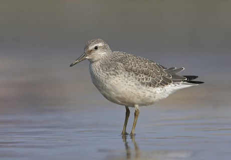 Red Knot (Calidris canutus), Ohio, USA
