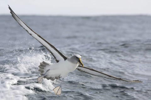 Buller's Albatross (Thalassarche bulleri) flying, Victoria, Australia