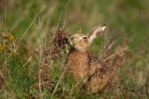 European brown hare (Lepus europaeus) adult animal feeding on a Sea beet plant in summer, England,