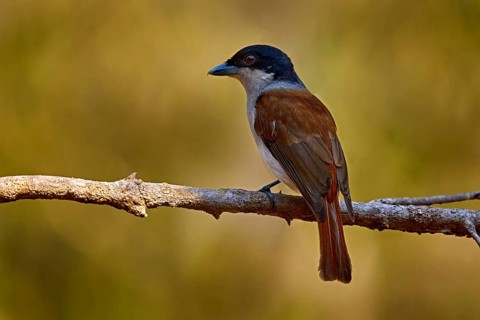 Rufous vanga, Schetba rufa, bird endemic Madagascar. Male and female of red black vanga sitting on