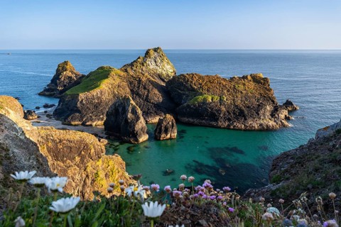 Coastal landscape in Kynance Cove. Wildflowers in bloom in front. Evening, golden hour. Kynance