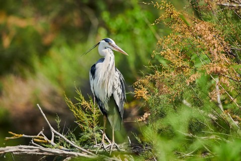 Grey heron (Ardea cinerea) standing in a shrub, Camargue, France