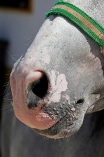 Toad mouth, pigment disorder, pigmentless patches in horses, nostrils, horse mouth