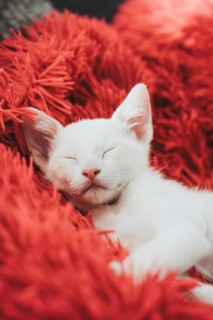 A serene white kitten naps contentedly against a vivid red cushion, evoking a sense of comfort and
