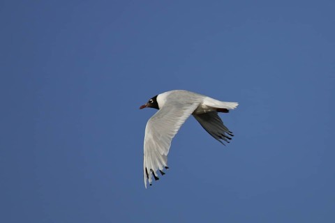 Reliktmöwe (Ichthyaetus relictus) flying, Buir Lake, Mongolia