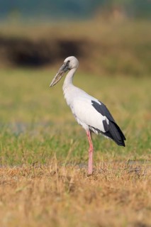 Asian Openbill (Anastomus oscitans), Phetchaburi, Thailand