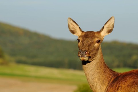 A deer looks into the camera with a hill in the background, red deer (Cervus elaphus), Bavaria