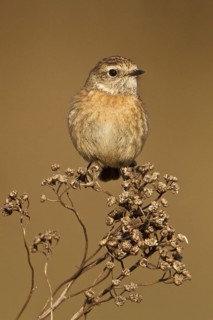 European Stonechat (Saxicola rubicola) female, Rhineland-Palatinate, Germany