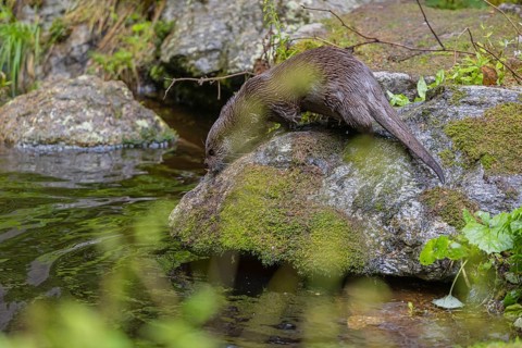 One Eurasian otter (Lutra lutra), standing on a the rocks of a stream bed, looking for food