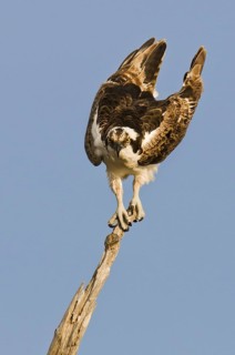 Western Osprey (Pandion haliaetus), Florida, USA