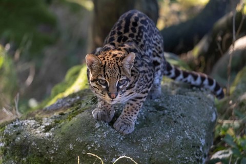 One female Ocelot, Leopardus pardalis, resting on a rock with dry and green vegetation in the