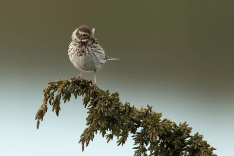 Common Reed Bunting (Emberiza schoeniclus) female with insects in its beak, Dalarna, Sweden
