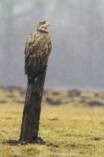 White-tailed Eagle (Haliaeetus albicilla) juvenile, Kutno, Poland
