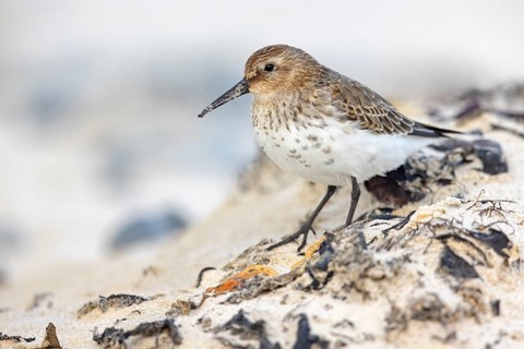 Animal, Animals, Bird, Birds, dunlin (Calidris alpina), Snipe bird, Heligoland, Schleswig-Holstein,