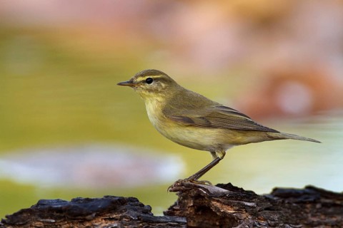 Common Chiffchaff (Phylloscopus collybita), Alicante, Spain
