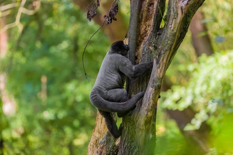 A common woolly monkey, brown woolly monkey, or Humboldt's woolly monkey (3) (Lagothrix