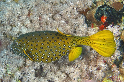 Yellow boxfish (Ostracion cubicus)