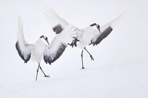 Red-crowned Crane (Grus japonensis) on snow, Hokkaido, Japan