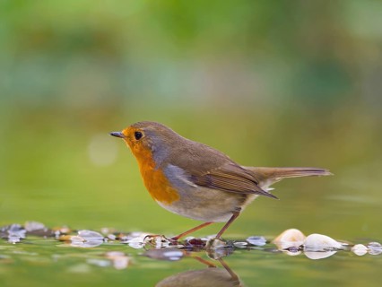 European robin (Erithacus rubecula), adult bird standing in shallow water, Solms, Hesse, Germany