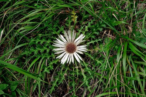 Silver thistle (Carlina acaulis), end of August, Upper Bavaria, Bavaria, Germany