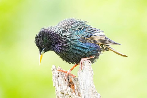 Starling (Sturnus vulgaris) Germany