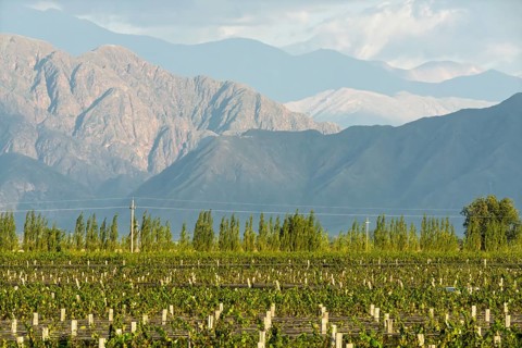 Vineyard with rows of vines (Vitis vinifera), row of poplars, Andes in the background, Uco Valley