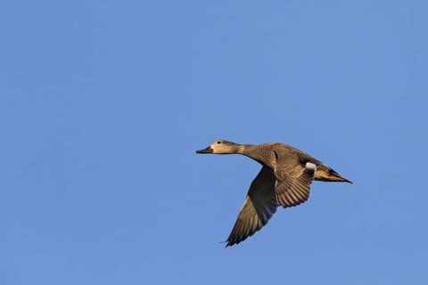 Gadwall, animals, birds, duck, (Anas strepera), Mareca strepera, flight photo, Wagbachniederung,